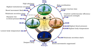 Circadian Clock Cycle