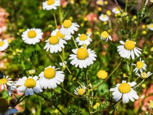 Chamomile Flowers